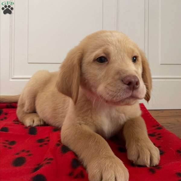 Oakley, Golden Labrador Puppy